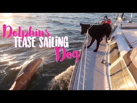 dog-reacts-to-dolphins-sailboat-life-smls-s11e17