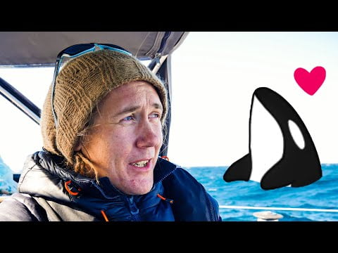 sailing-to-lofoten-but-stopped-by-a-baby-orca