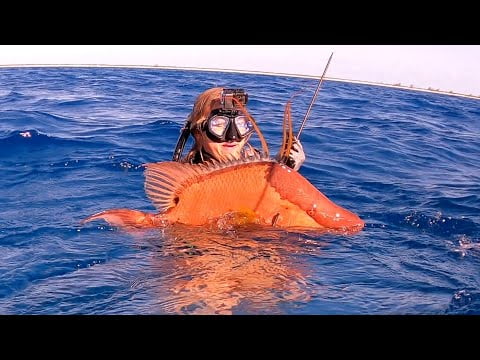 biggest-hogfish-ever-exploring-the-most-beautiful-sandy-beaches-and-bluest-water-s2e55