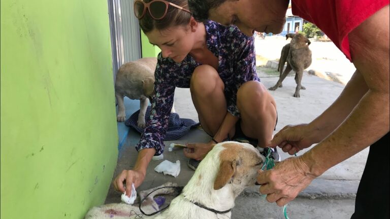 help-the-animals-of-puerto-madero-chuffed-spay-and-neuter-campaign-special