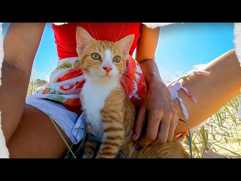 inside-the-mind-of-a-rescue-kitten