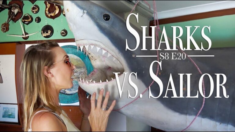 sharks-vs-sailors