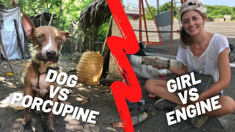 ultimate-showdown-dog-vs-porcupine-and-girl-vs-engine-chuffed-adventures-s03ep18