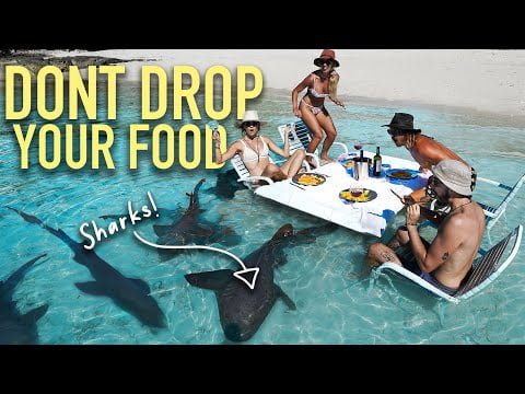 dinner-with-sharks-would-you-do-it-%f0%9f%98%b1