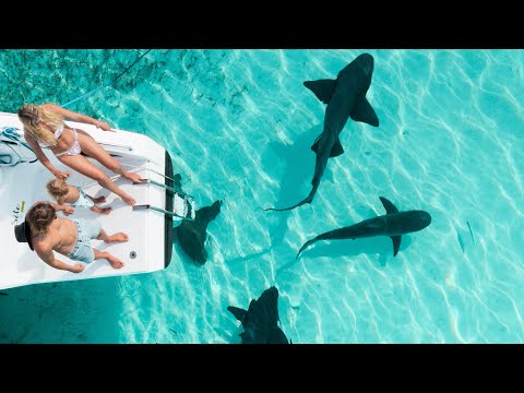 boat-life-hand-feeding-sharks-%f0%9f%a6%88