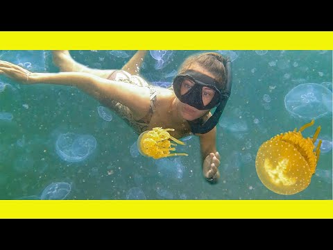 swimming-with-millions-of-jelly-fishlearning-by-doing-ep170