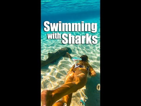 swimming-with-petting-sharks