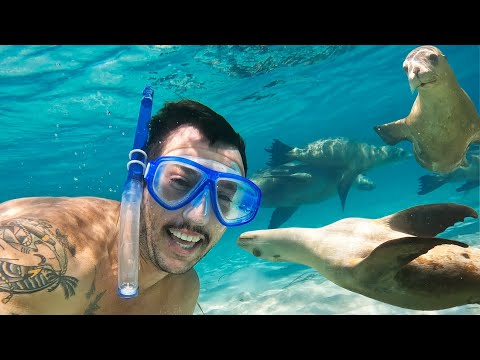 swimming-with-sea-lions-eyre-peninsula-turning-it-on-then-off