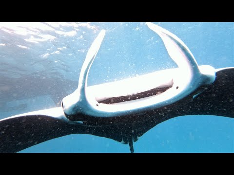 looping-with-mantarays-marquesas-sailing-greatcircle-ep