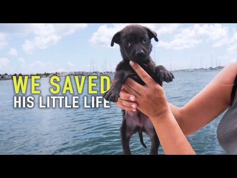 tiny-puppy-dumped-on-the-street-rescued-by-sailors-sailing-sunday-ep