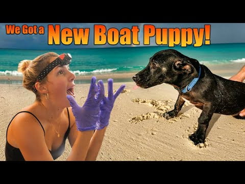 welcome-our-new-dog-bucky-and-sailboat-racing