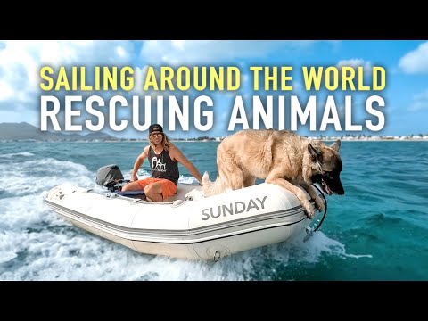 170. BOAT LIFE: Dogs days of Summer | Sailing Sunday