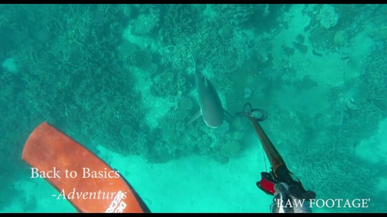 spearfishing-who-is-hunting-who-shark-attack