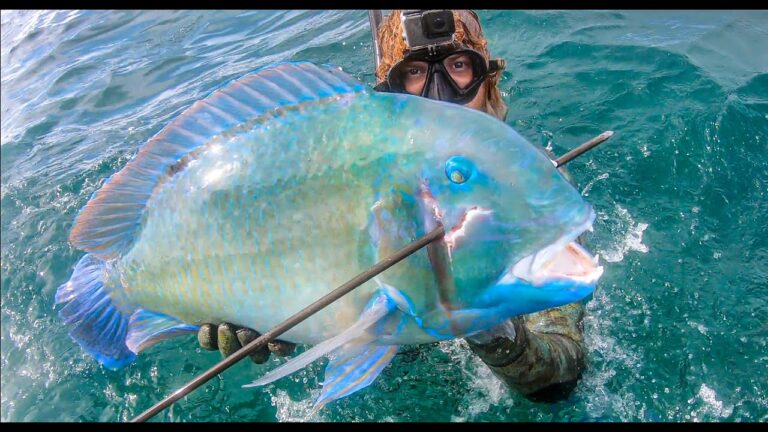 coastal-spearfishing-in-australia-hand-grabbing-2-crayfish-in-one-breath