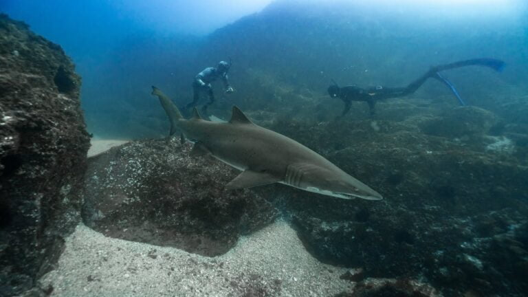 freediving-with-sharks-camping-catch-cook-part1-b2b-ep-16