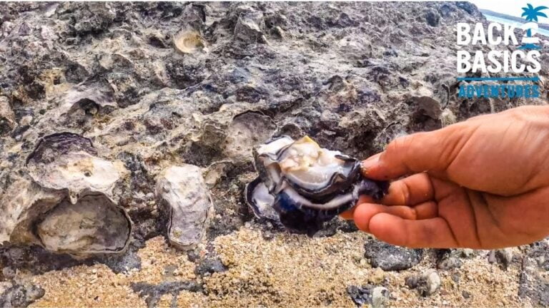 how-to-gather-huge-oysters-with-a-rock-screwdriver-%f0%9f%8c%b4