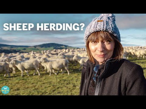 WE TRIED SHEEP FARMING (in New Zealand)