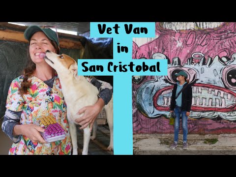 Mountain Vet Chiapas , vaccinating rescue dogs in San Cristobal : Chuffed Adventures S4E35