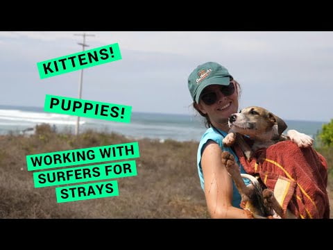 Beach Vet Troncones: Dog and Cat Rescue with Surfers for Strays : Chuffed Adventures S4Ep37