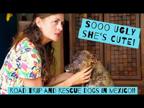 Ugly Cute Rescue Dog with Severe Skin Disease! Road Trip Mexico : Chuffed Adventures S4EP39