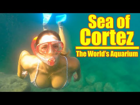 The World's Aquarium: Sea of Cortez