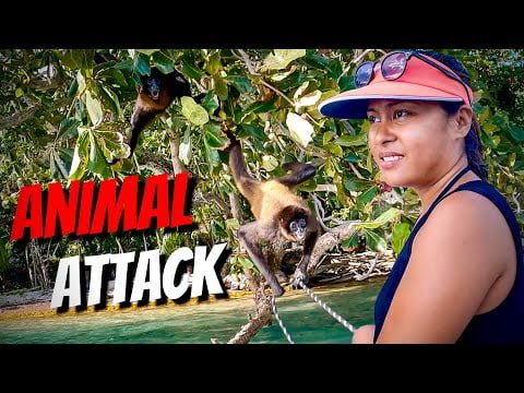 MONKEY ATTACKED US! They tried to steal our boat - Sailing Life on Jupiter EP123