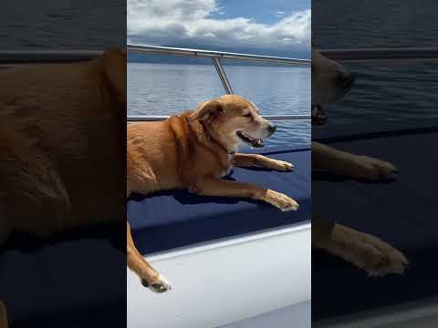 Where Does our Dog go 💩 on the BOAT?!