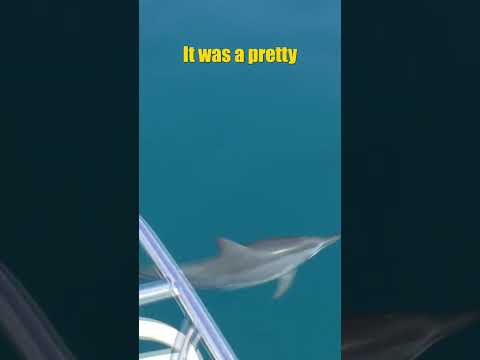 Dolphins Swimming with our Boat!