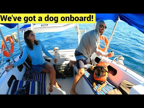 Sailing in Mexico and Dog Rescue! Chuffed Adventures S5E4