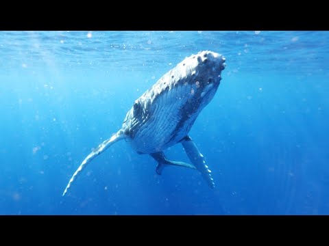 DANCING WITH WHALES (in Tonga) | Tranquilo Sailing Around the World | Ep.101