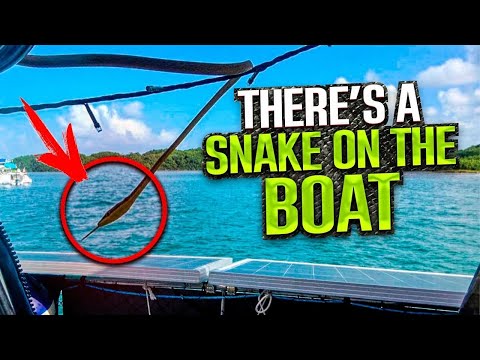 SSL676 ~ There's a SNAKE in the BOAT!