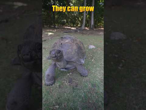 Dancing with giant Tortoises! #educational #dancing #travel