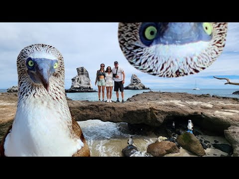 Isla Isabel the "Galapagos of Mexico" - Onboard Lifestyle ep 255