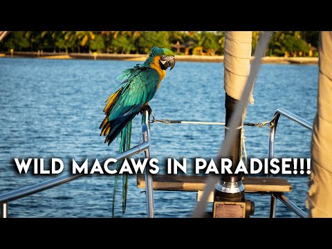 Our boat got BOARDED in Brazil! (By wild Macaws😂) - Outside Watch Vlog #27