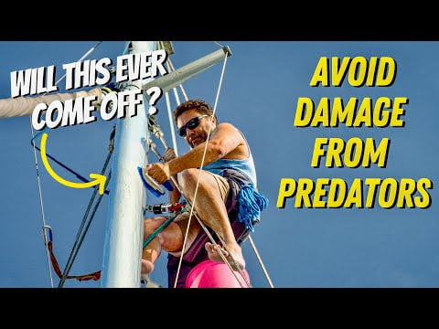 AVOID DAMAGE from PREDATORS - SAILING LIFE ON JUPITER EP147