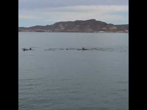 #dolphins in #lapaz