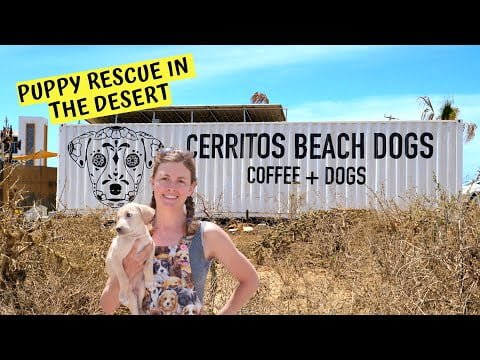 Cerritos Beach Dogs (Eamon and Bec's dog rescue center!) : Chuffed Adventures S5Ep22