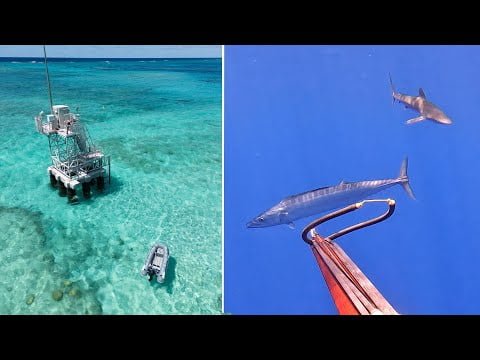 Finding a LOG FULL of FISH in the middle of the OCEAN!