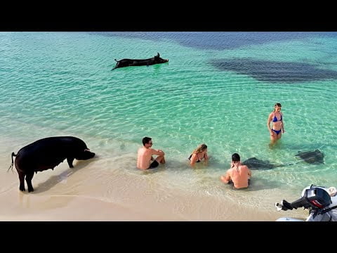 WILD EXPERIENCE with SWIMMING PIGS (Boat Life in the Bahamas)