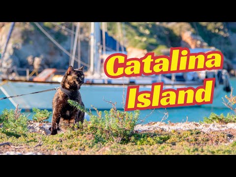 Catalina Island and Wifi Woes | Sailing Avocet