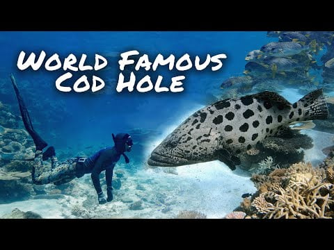 The Cod Hole: Diving AUSTRALIA's Most Famous Reef! Ep.40 (Sailing Popao)