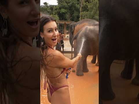 Elephant spa day! Bikinis and elephants… great pair! #elephant #bikini #thailand