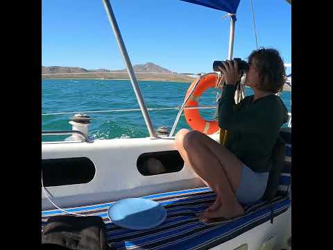 Crossing the Sea to Save Animals! #saveanimals #seaofcortez #veterinary #animalrescue #sailing