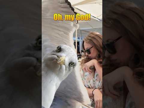 Attacked by a seagull at lunch! #seagull #attack