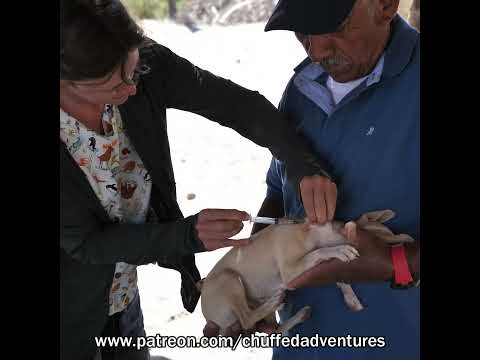 Delivering Veterinary Care to Remote Fishing Village #outreach #saveanimals #vetmed