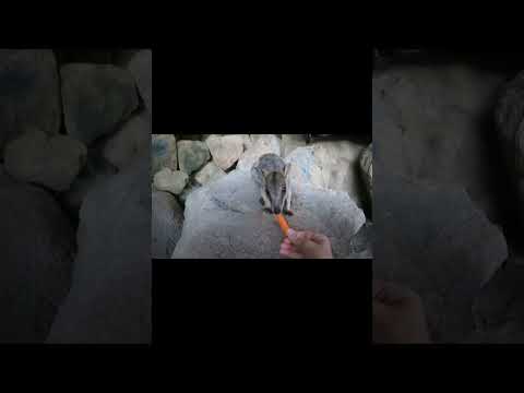 Hand feeding Rock Wallabies 🥕🍎#sailing #sailingfamily #magneticisland #rockwallaby