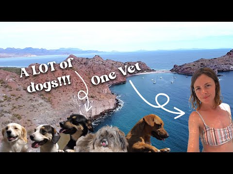 One boat, One vet and 90 dogs: Chuffed Adventures S6 Ep 17