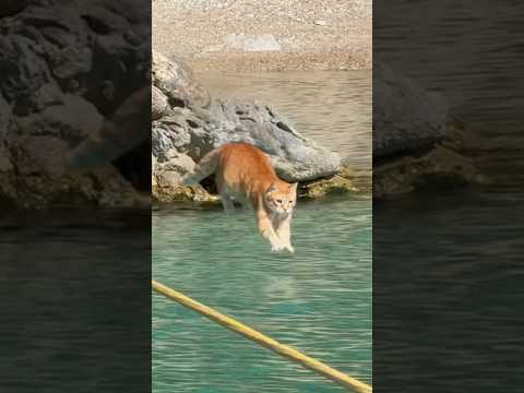 ‘THAT’ JUMP IN THE SEA! 🐈💦🌟 (if ya missed it last time!) #funnyvideo #cats #funny #funnyshorts - YouTube