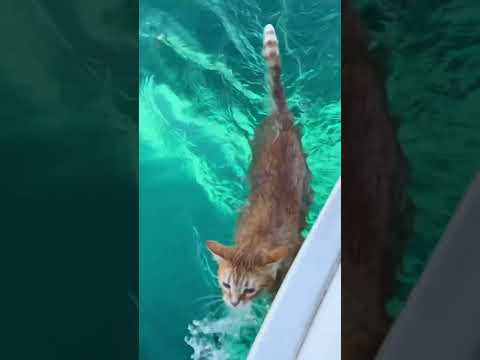 THE SWIMMING BOAT-CAT! 💦⚓️🐈 That dive in though….#catlovers #cats #lovesailing #sailinghollyblue