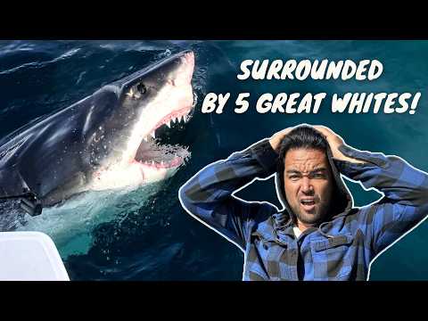 UNBELIEVABLE: Great White Shark Literally Bites my Sailboat!! 😲 (Episode 266)